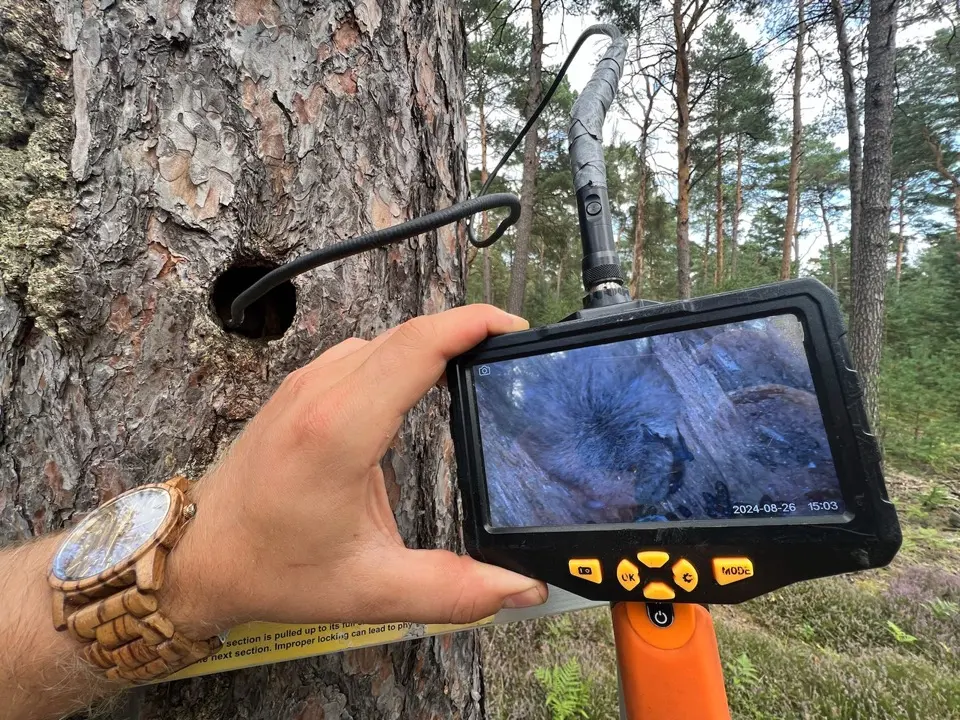 Endoskopie einer Baumhöhle: Mückenfledermaus im September