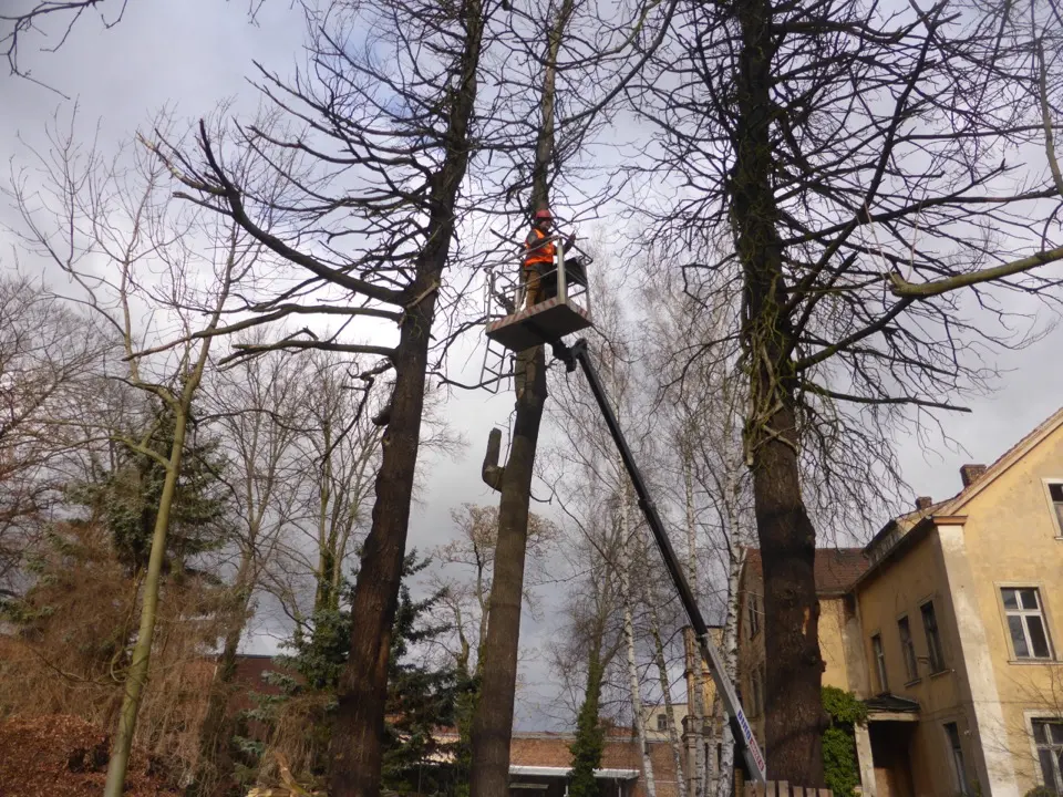 Baumkontrolle mit Hebebühne